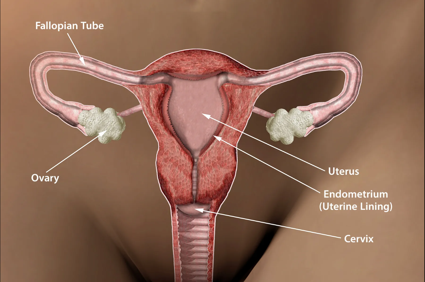 How Pelvic Inflammatory Disease Can Lead to Infertility